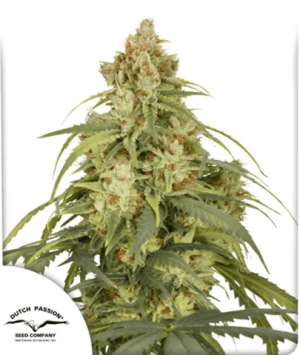Piney – Female seeds – Low THC – Auto CBD-Victory strain – image 1 – from Dutch Passion Seeds via Seed City