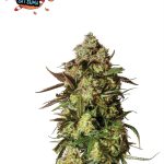 Auto Candied Satsuma cannabis seeds – Mostly Sativa – Sweet – High Yielding – image 1 from Seed City