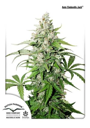 Auto Cinderella Jack cannabis – image 1 – Seed City