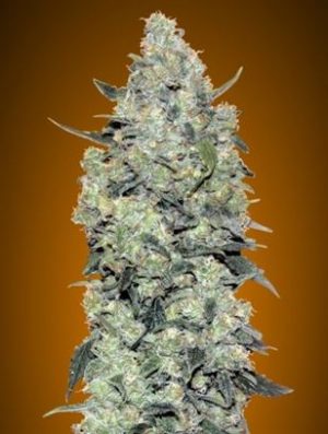 Auto Critical Mass from Advanced Seeds