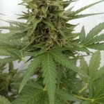 Auto Critical Ogre 'Big 'N Fast' by Seedsman Seeds – Auto-Flowering – Greenhouse – Female seeds – image 1 – Seed City