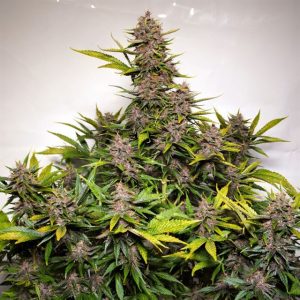 Auto Forbidden Cherry by Dutch Passion Seeds – Short (up to 80cm) – Greenhouse – Body Stone – image 1 – Seed City