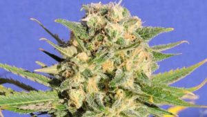 Auto Destroyer cannabis seeds – Fruity – Guaranteed female plants – Sativa Dominant – image 1 from Seed City