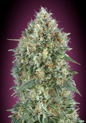 Auto Gelato #33 from Advanced Seeds