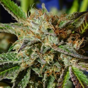 Auto Ghost Cookies cannabis seeds – Mango – Auto-Flowering – Relaxing – image 1 from Seed City