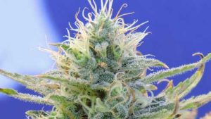 Auto Ghost OG cannabis seeds – Auto-Flowering – Resistant to Mould – Euphoric – image 1 from Seed City
