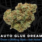 Image 1 of Auto Glue Dream cannabis by Top Shelf Elite Seeds – Mango – Indoor – Feminized – Seed City