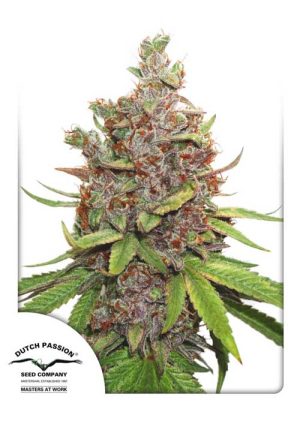 Image 1 of Auto Glueberry O.G. cannabis by Dutch Passion Seeds – Female seeds – Sweet – Indoor-friendly – Seed City