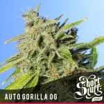 Auto Gorilla OG cannabis seeds – Super Strength – Outdoor cultivation – Auto-Flowering – image 1 from Seed City