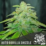 Auto Gorilla Shizzle cannabis seeds – Feminized – Super Strength – Good for outdoor grow – image 1 from Seed City