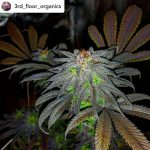 Auto Gorillagasm by Top Shelf Elite Seeds – Sweet – Suited for indoor growing – Feminized – image 1 – Seed City