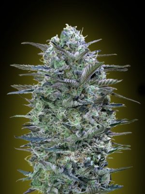 Critical Lemon cannabis seeds – Beginning of October – Indoor – Grapefruit – image 1 from Seed City