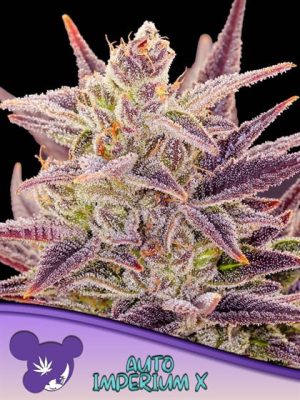 Indoor-friendly – Super Strength – Narcotic – Auto Imperium X strain – image 1 – from Anesia Seeds via Seed City