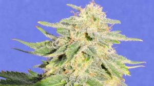 Auto JH cannabis seeds – Woodsy – Auto-Flowering – Guaranteed female plants – image 1 from Seed City