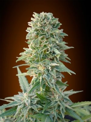 Auto Jack Herer by Advanced Seeds – Spicy – Auto-Flowering – Mostly Sativa – image 1 – Seed City