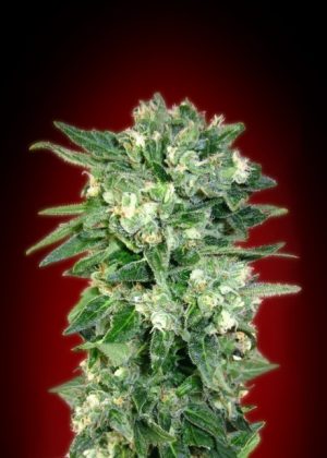 Auto Kaya 47 cannabis seeds – Sweet – Auto-Flowering – Female seeds – image 1 from Seed City