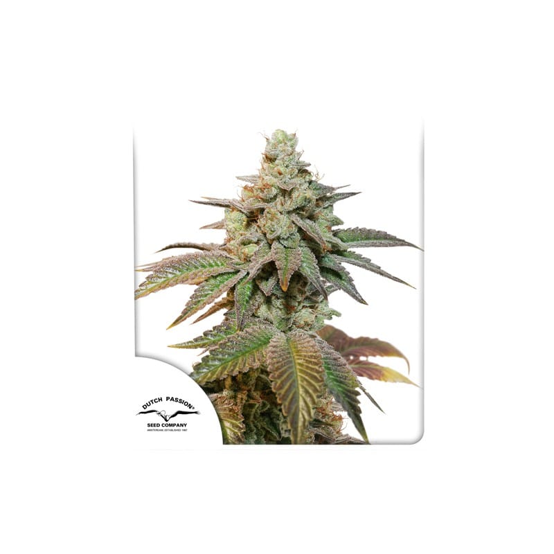 Auto Kerosene Krash by Dutch Passion Seeds – Feminized – 12/12 Photoperiod – Large yield – image 1 – Seed City