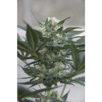 Image 1 of Auto Kush cannabis by Seedsman Seeds – Hashy – Female seeds – Auto-Flowering – Seed City