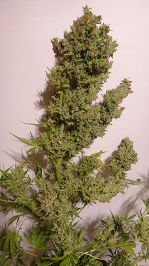 Auto Malawi x NL by Ace Seed bank – Honey – Resistant to High Temperature – Outdoor cultivation – image 1 – Seed City