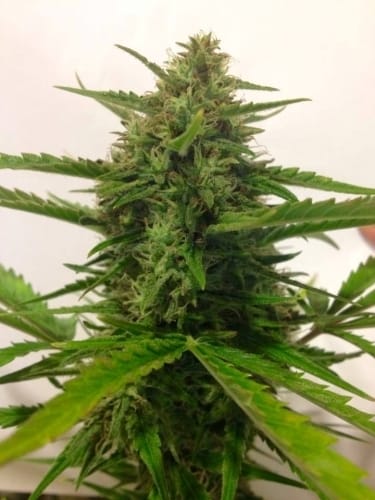 Image 2 of Auto Massassin cannabis by Critical Mass Collective – Feminized – Outdoor – Super Strength – Seed City