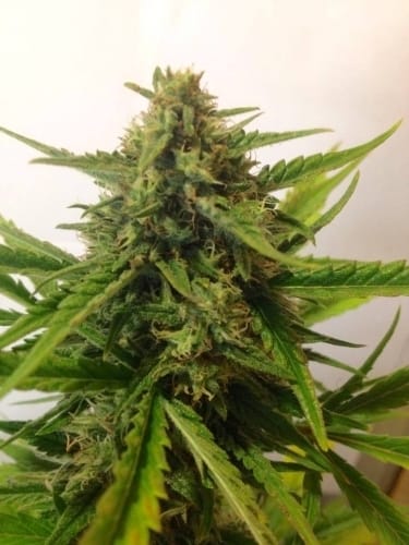 Image 3 of Auto Massassin cannabis by Critical Mass Collective – Relaxing – Outdoor – Super Strength – Seed City
