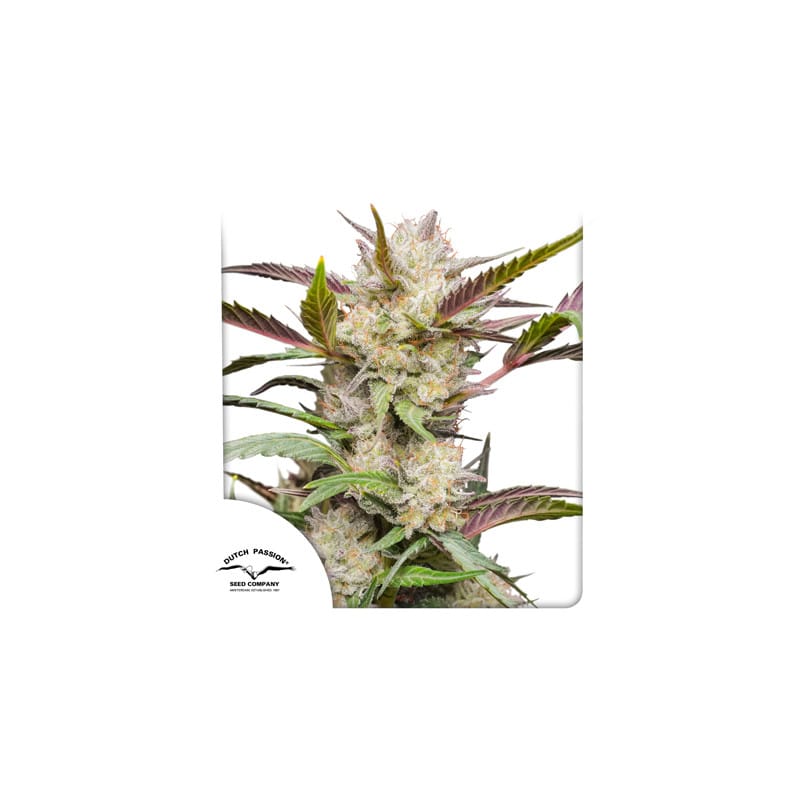 Fruity – Auto-Flowering – High Yielding – Auto Mimosa Punch strain – image 1 – from Dutch Passion Seeds via Seed City