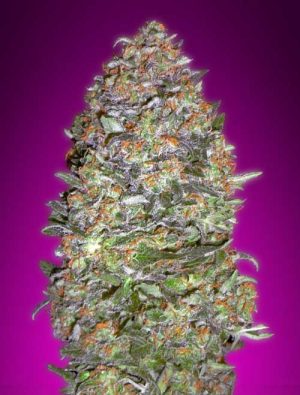 Auto NYC Diesel from Advanced Seeds