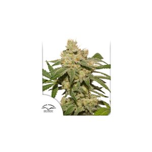 Feminized – Auto-Flowering – Indica-heavy – Auto Oh My Gusher strain – image 1 – from Dutch Passion Seeds via Seed City