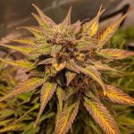 Auto Pineapple Crack cannabis seeds – Mango – Female seeds – Auto-Flowering – image 1 from Seed City