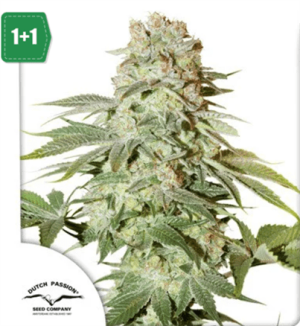Auto Power Plant cannabis seeds – Outdoor – Auto-Flowering – High Yielding – image 1 from Seed City