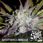 Auto Purple Amnesia by Short Stuff Seeds – 50% Indica/50% Sativa – Short (up to 80cm) – Peppery – image 1 – Seed City