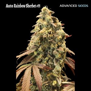 Auto Rainbow Sherbet #11 cannabis seeds – Guaranteed female plants – Auto-Flowering – Indoor – image 1 from Seed City