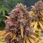 Auto San Francisco Sour Dough cannabis – image 1 – Seed City