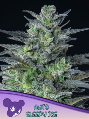 Auto Sleepy Joe cannabis seeds – Citrus – Uplifting – Resistant to Disease – image 1 from Seed City