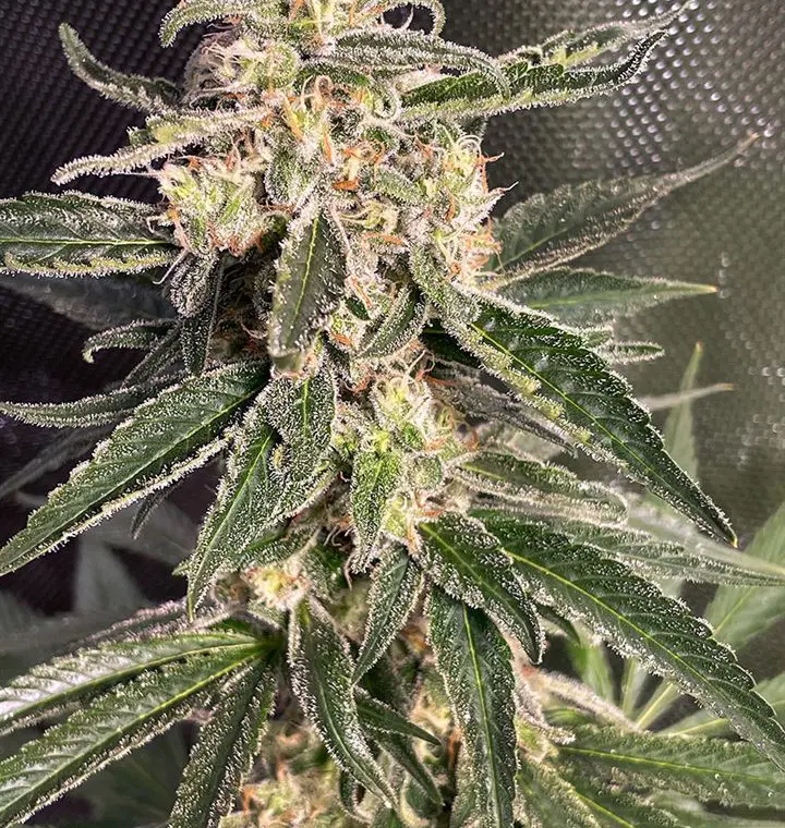 Auto Sweet Donkey od Ministry of Cannabis