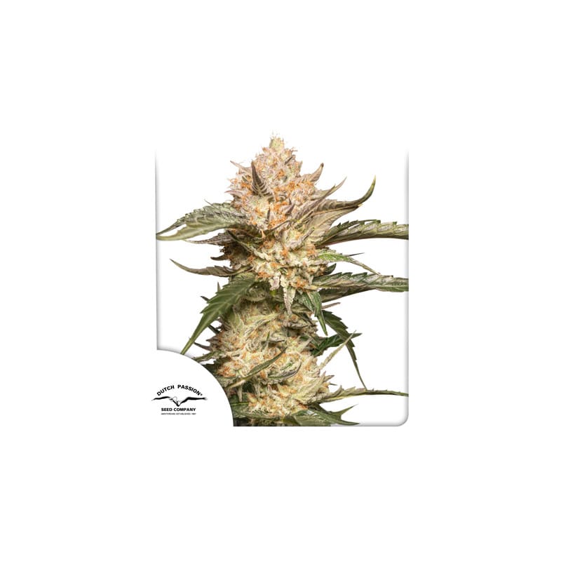 Auto Trichome and Cream by Dutch Passion Seeds – Dairy – Indoor – Super Strength – image 1 – Seed City
