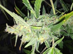 Auto White Widow x Big Bud