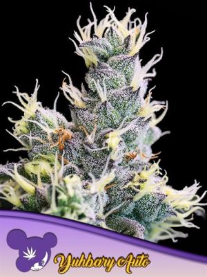 Auto Yuhbary by Anesia Seeds – Fruity – Suited for indoor growing – Guaranteed female plants – image 1 – Seed City