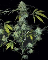 Auto Original BubbleGum cannabis seeds – Indica Dominant – Auto-Flowering – Outdoor cultivation – image 1 from Seed City