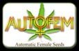 Autofem Seeds Logo