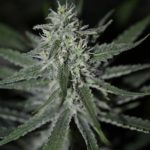 Happy – Musky – Female seeds – Automatic Fini strain – image 2 – from Super Strains via Seed City