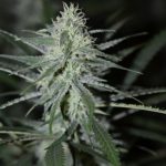 Happy – Female seeds – Musky – Automatic Fini strain – image 3 – from Super Strains via Seed City