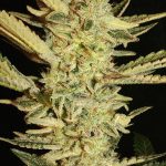 Automatic Fini cannabis seeds – Outdoor cultivation – Musky – Sativa Dominant – image 1 from Seed City