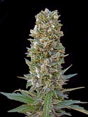 Automatik Mix cannabis seeds – Suited for indoor growing – Feminized – The End of November – image 1 from Seed City