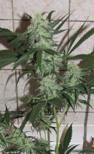 Automazing from All Star Genetics