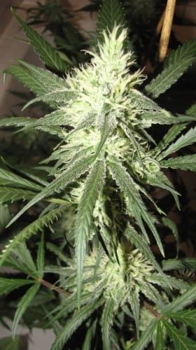 Female seeds – Auto-Flowering – Sativa – Automazing strain – image 3 – from All Star Genetics via Seed City