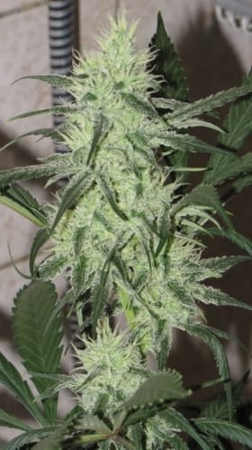 showing Sativa – Auto-Flowering – Female seeds – image 2 – Seed City