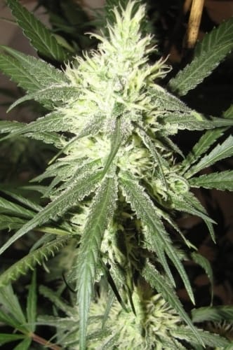 Automazing from All Star Genetics