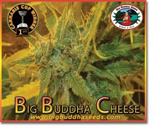 Big Buddha Cheese from Big Buddha Seeds