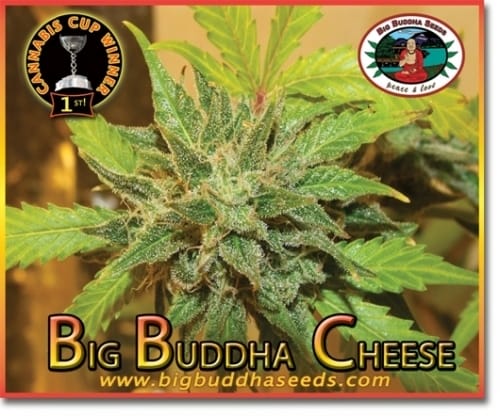 Big Buddha Cheese from Big Buddha Seeds